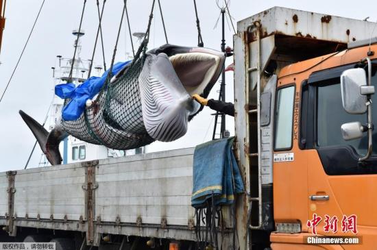 2019年7月1日,日本北海道钏路港,一头刚刚被捕获的小须鲸被起重机吊到卡车上前往鱼肉市场。