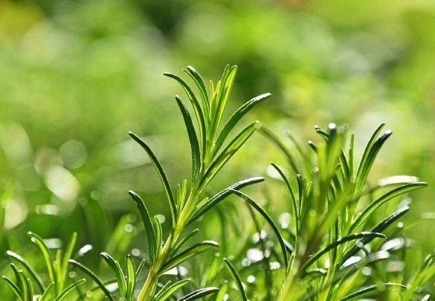 外国没有花露水,驱蚊依靠这些天然绿植,药材香型真是千奇百怪