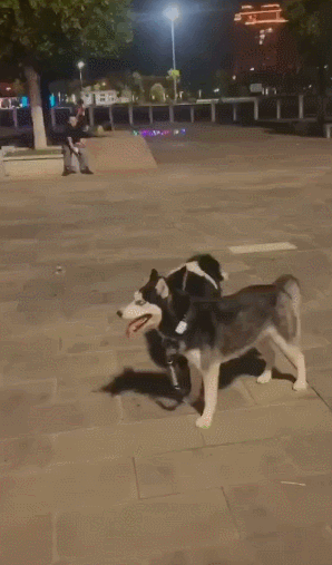 当边牧遛起狗,牧羊犬变成了牧哈犬~二哈:凭什么你个放羊的牵着我