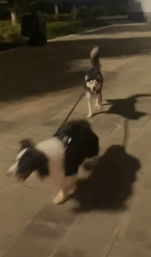 当边牧遛起狗,牧羊犬变成了牧哈犬~二哈:凭什么你个放羊的牵着我