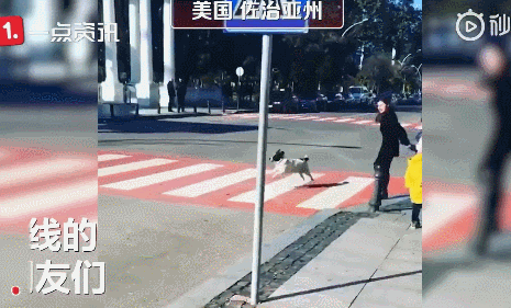 流浪狗化身交通指挥官专陪小朋友过马路这画面也太萌了