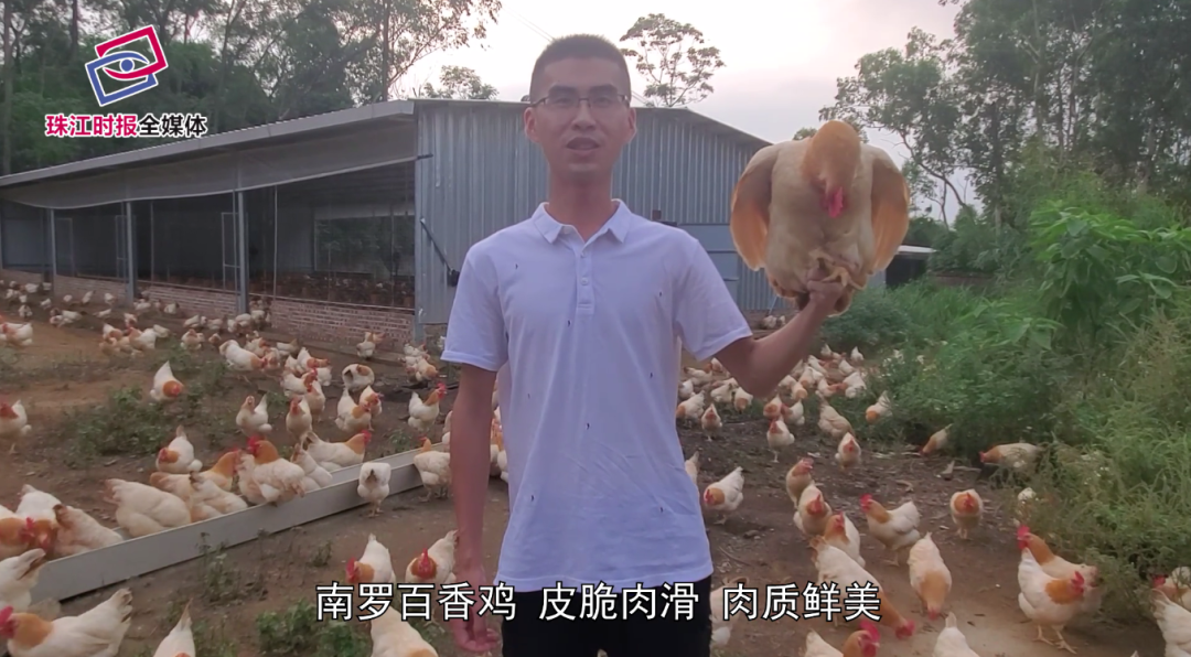 肉嫩味美!吃鸡就选“爆款”南罗百香鸡,还能助力南海扶贫
