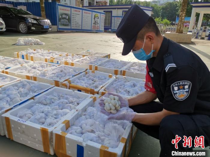 图为民警清点蛇蛋数量。警方供图