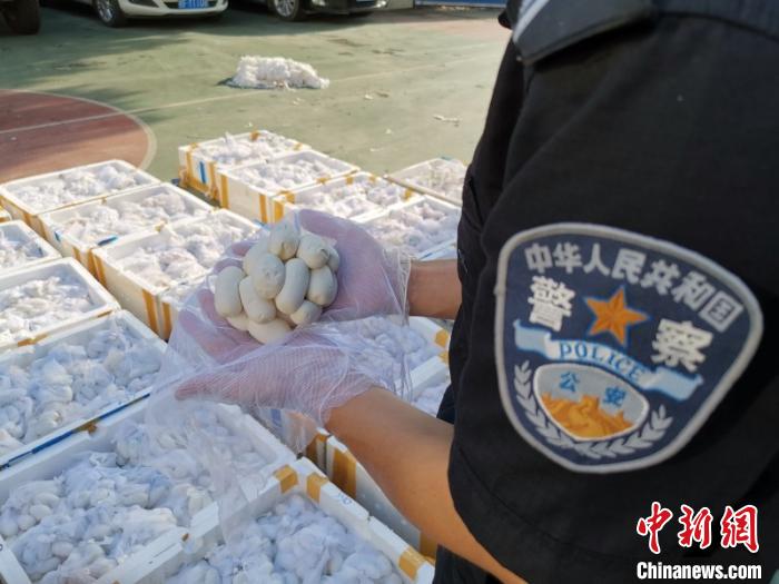 图为民警清点蛇蛋数量。警方供图