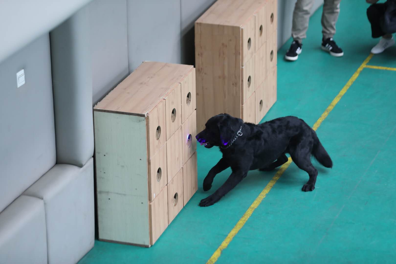 警犬通过激光笔指令进行搜索。新京报记者 王飞 摄