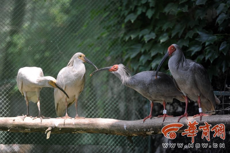 “秦岭四宝”守护者:祖孙三代守护大熊猫 90后羚牛饲养员辞去原本工作