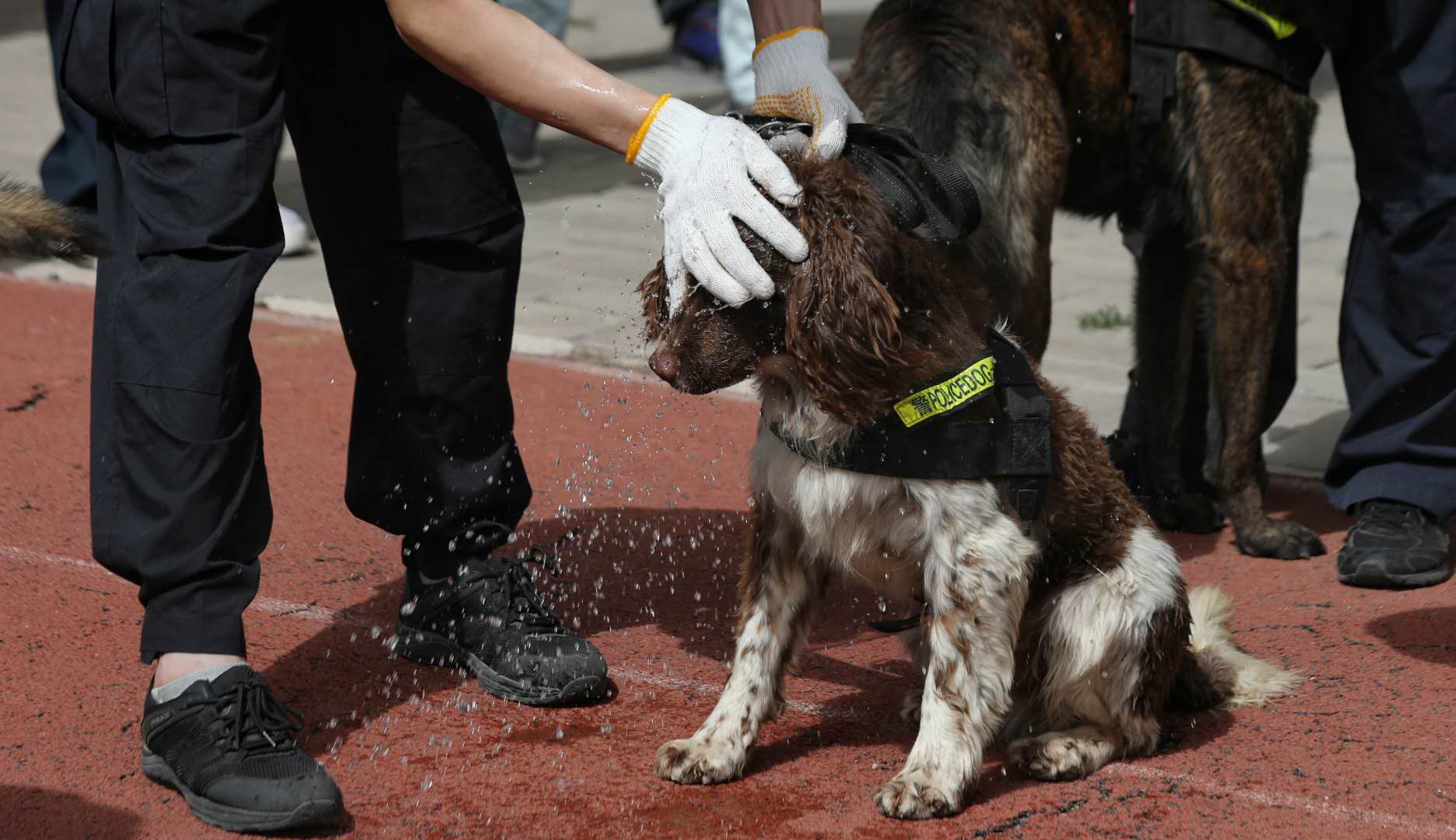 天气炎热,民警给警犬洒水降温。新京报记者 王飞 摄