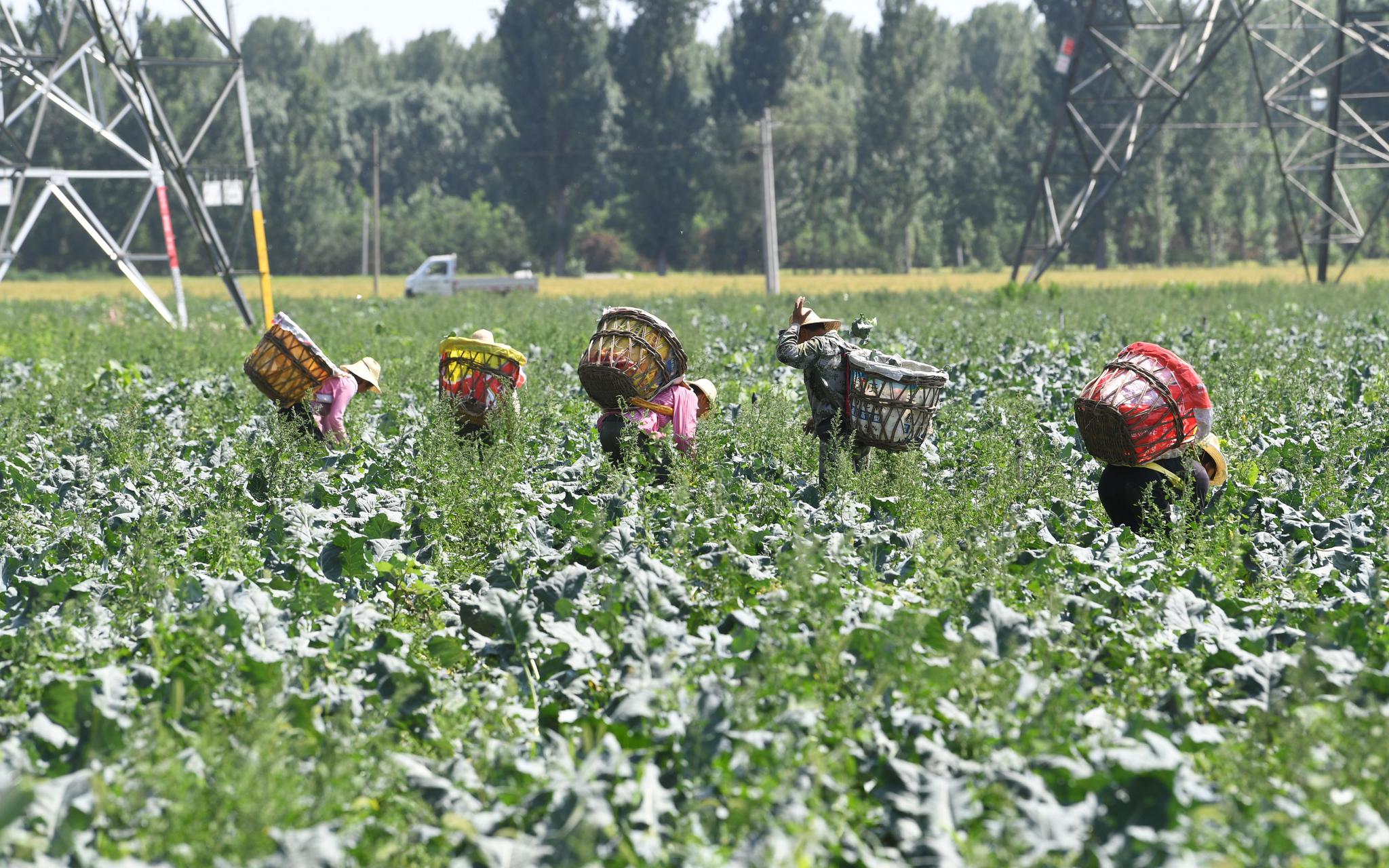 候鸟一样的职业农民 他们想看看北京什么样
