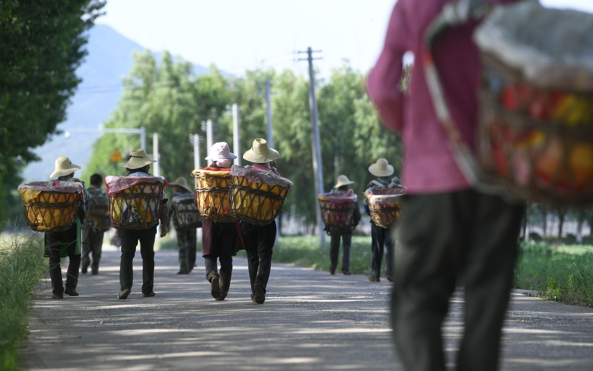 候鸟一样的职业农民 他们想看看北京什么样