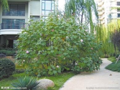 园林植物——木芙蓉