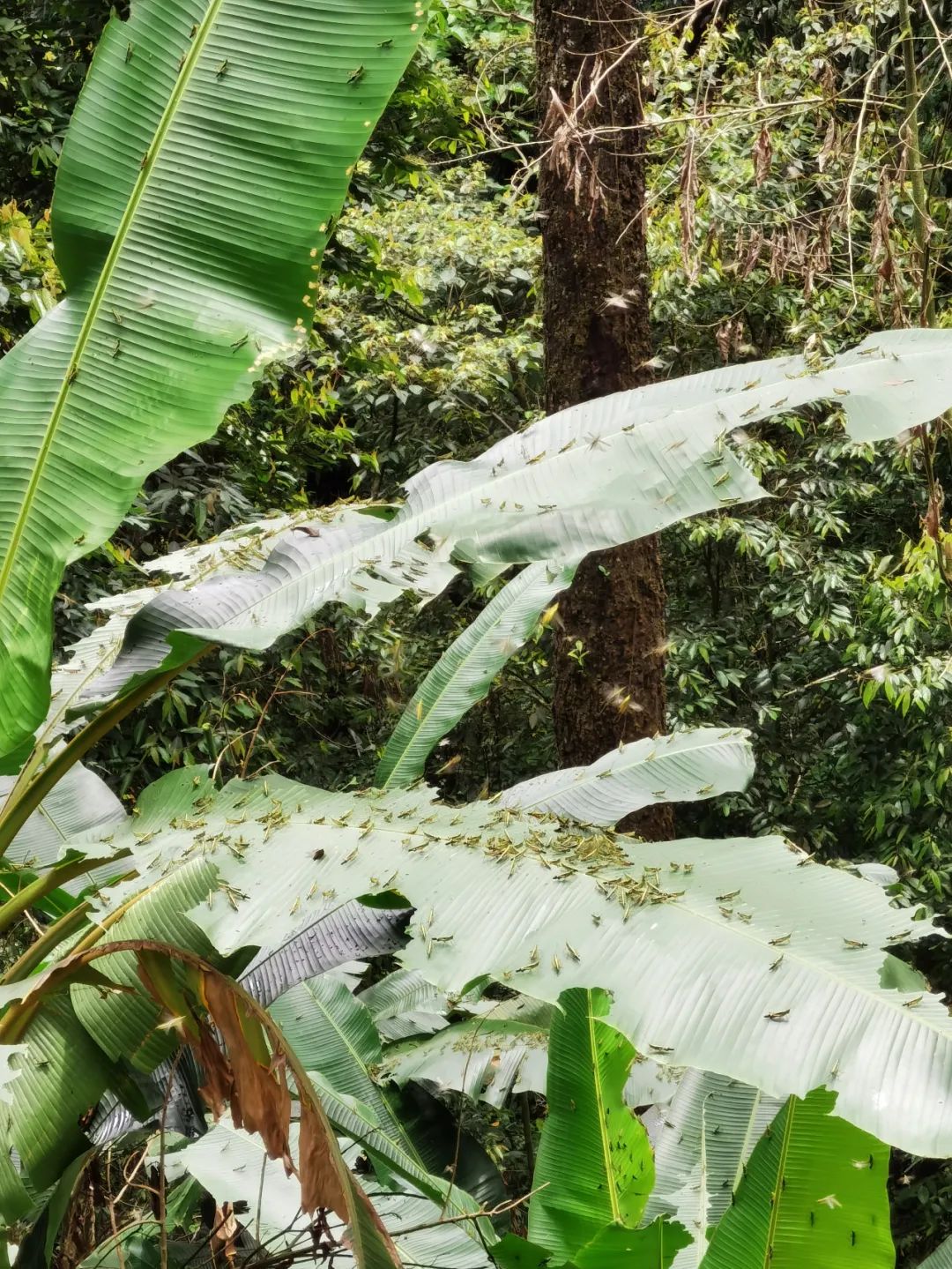 普洱发现黄脊竹蝗入侵！目前灾害处于可控范围