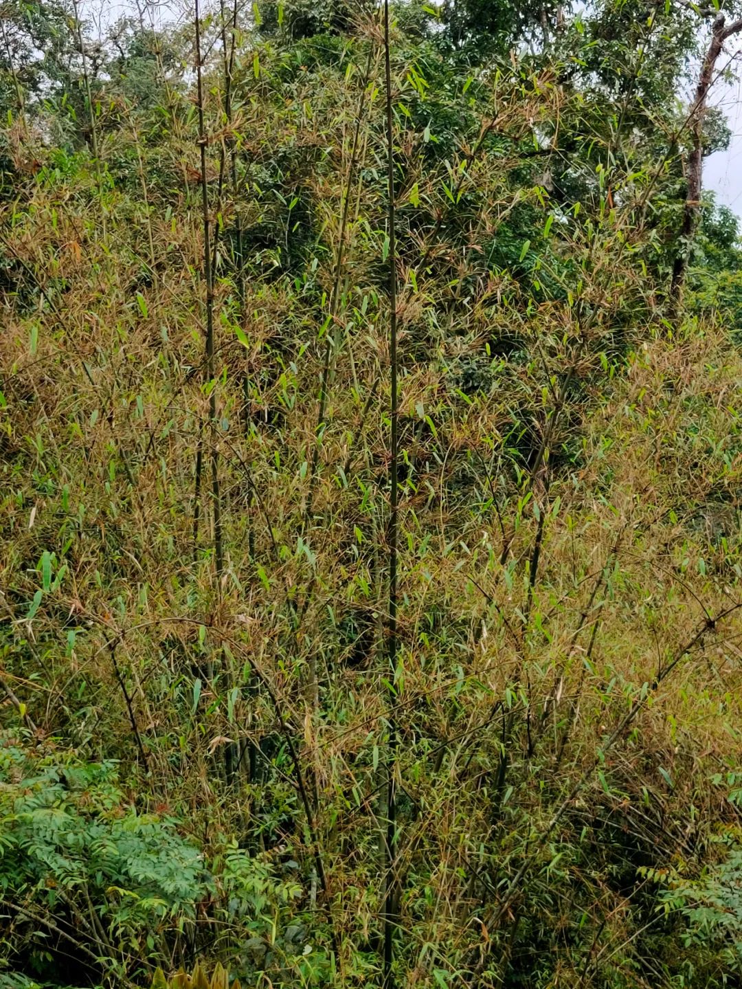 普洱发现黄脊竹蝗入侵！目前灾害处于可控范围