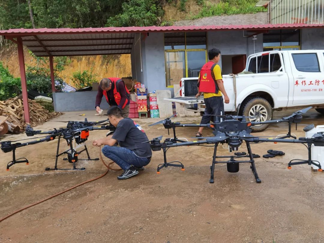 普洱发现黄脊竹蝗入侵！目前灾害处于可控范围