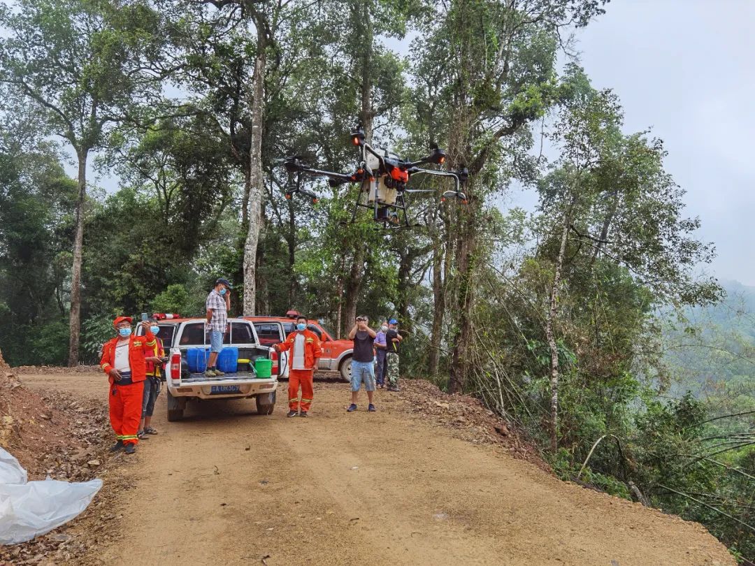 普洱发现黄脊竹蝗入侵！目前灾害处于可控范围