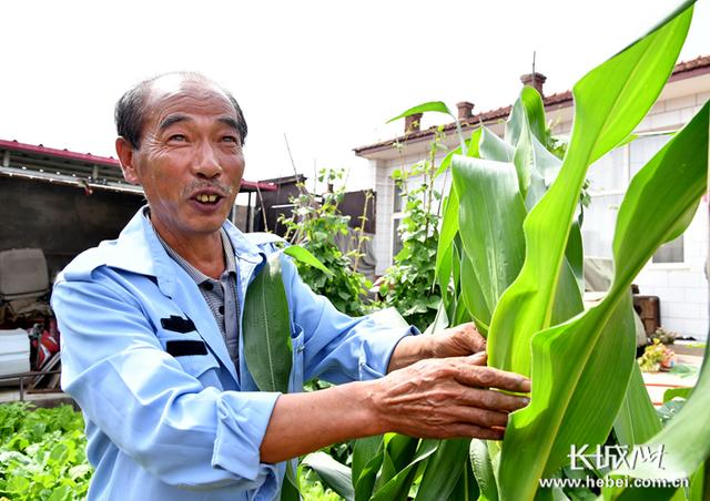 7万亩青纱帐产出3亿穗“金棒棒”6亿元总收入撑圆2万户“钱包包”——张家口市万全区发展鲜食玉米见闻