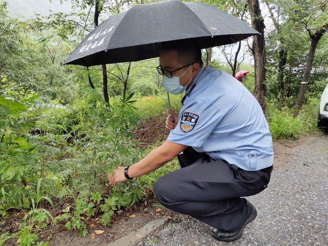 路边长出两万株野生大麻 铲除