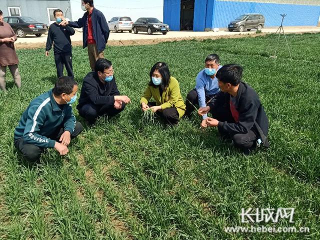 河北发布2020年农业主导品种、主推技术和绿色技术模式