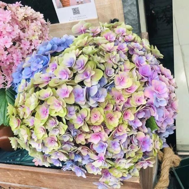 妖精之吻,是众多绣球花""妖精"中最知名的那位,也是日系绣球里最经典