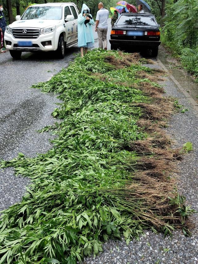 路边长出两万株野生大麻 铲除