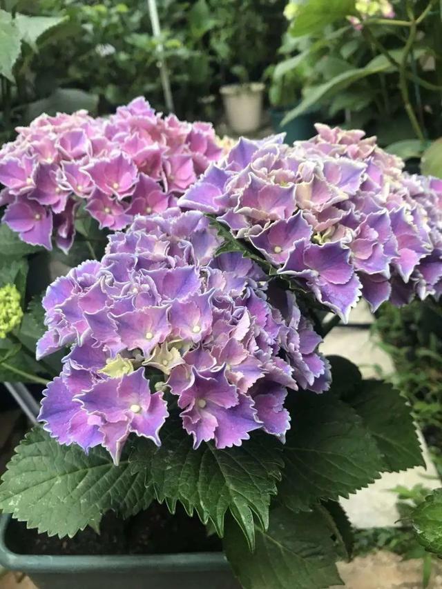 9个绣球花新品种美若烟霞仙气十足