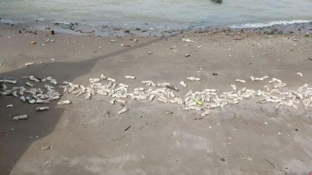东莞虎门大桥附近海滩现万只猪蹄 公安等多部门介入
