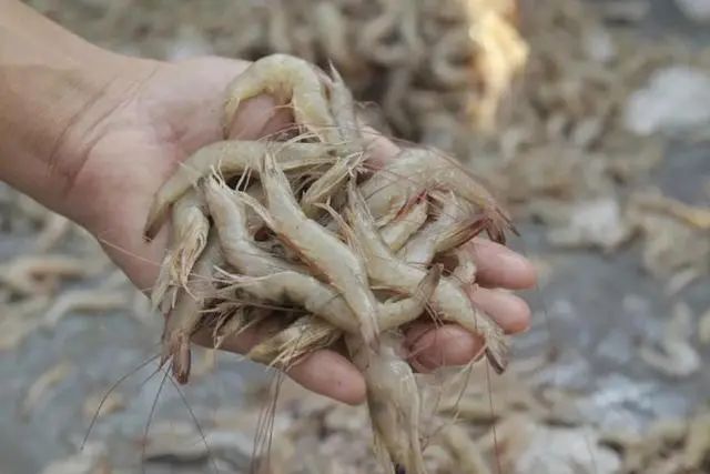 浙江紧急排查处置自厄瓜多尔进口的冻南美白虾!已封存77吨