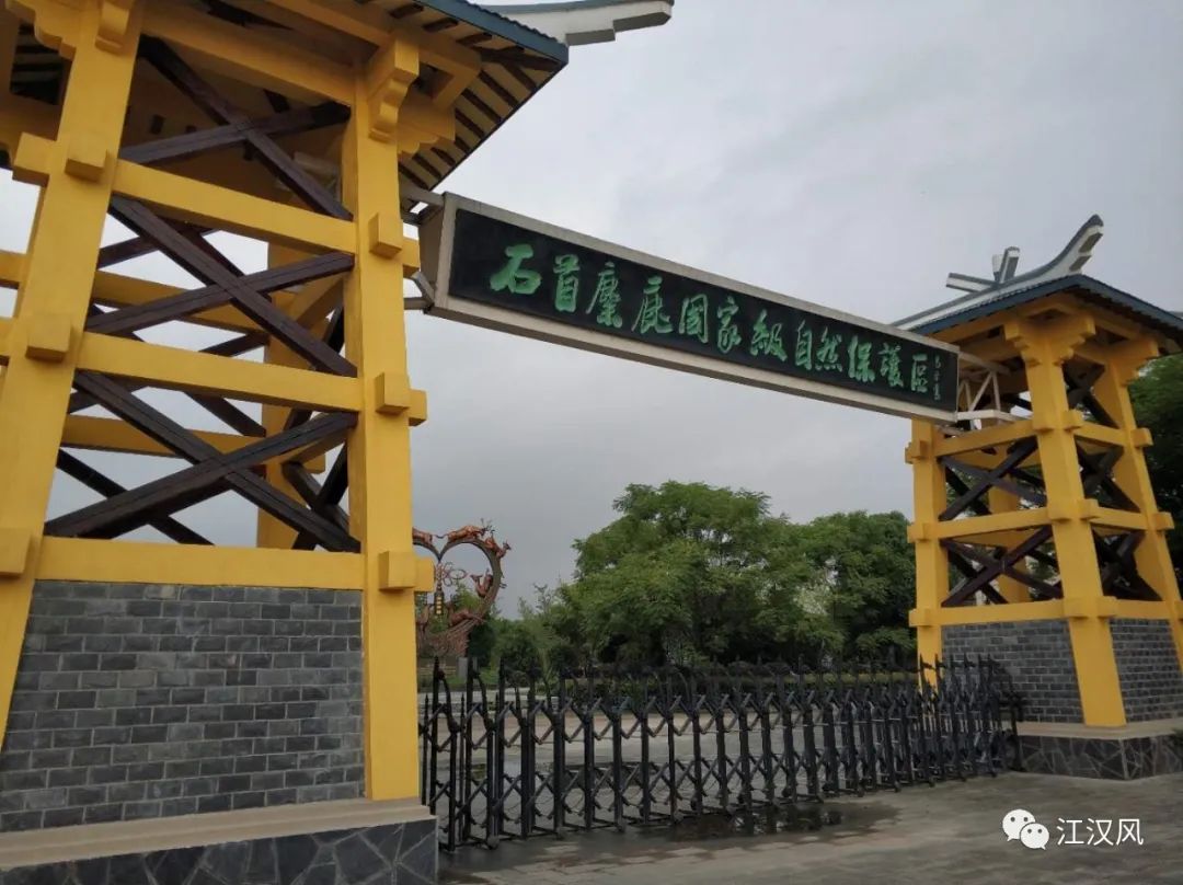 “家”被淹了一大片,保护区里的麋鹿如何度汛?