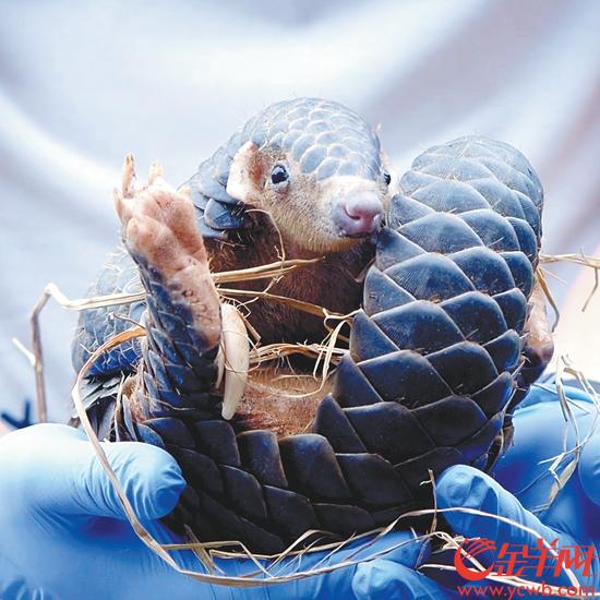 广东|广东首次实施穿山甲放归 白天拍摄到中华穿山甲