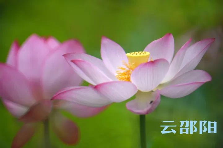 走!看荷花去!邵阳这三个地方绝对值得一去!