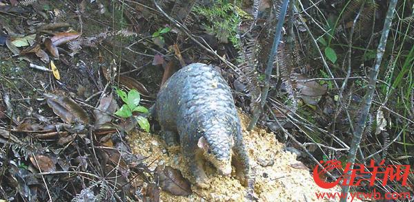 广东|广东首次实施穿山甲放归 白天拍摄到中华穿山甲