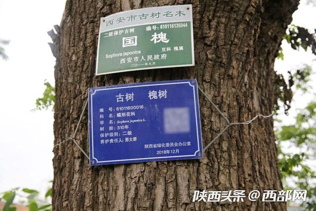 西安少陵原上废弃的古宅 没倒的垂花门精美无比
