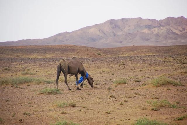 一路披荆斩棘，年迈骆驼被卖后独行100公里回家