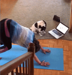 狗子实力模仿人类腿瘸,网友:为何你这么狗?