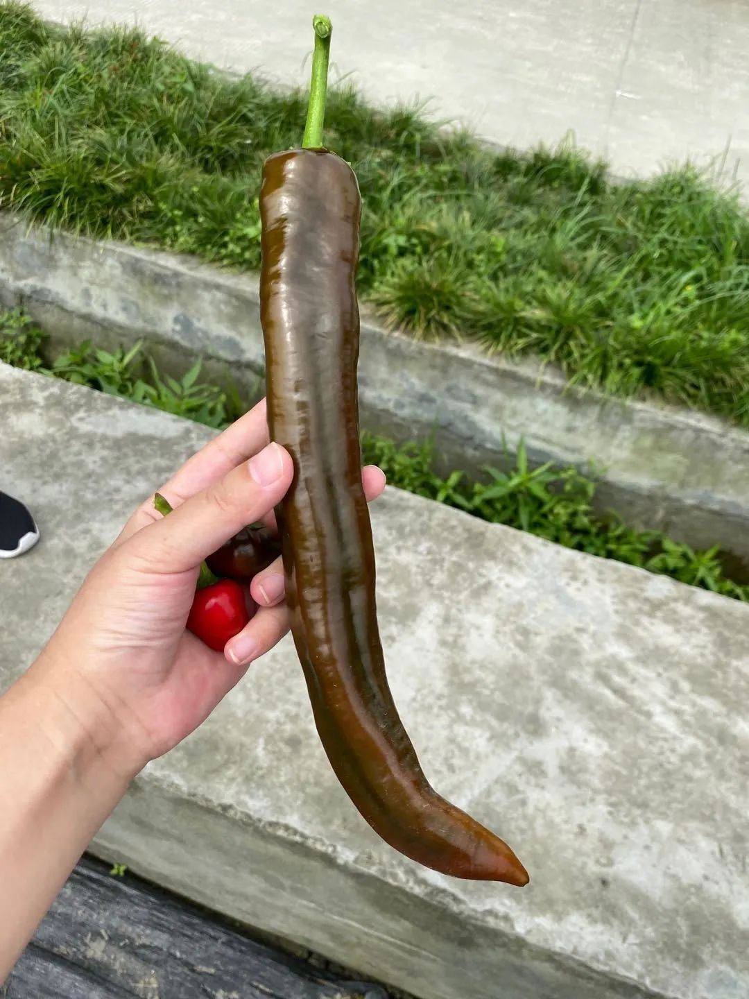 富含花青素的紫色辣椒,吃货们见过么?