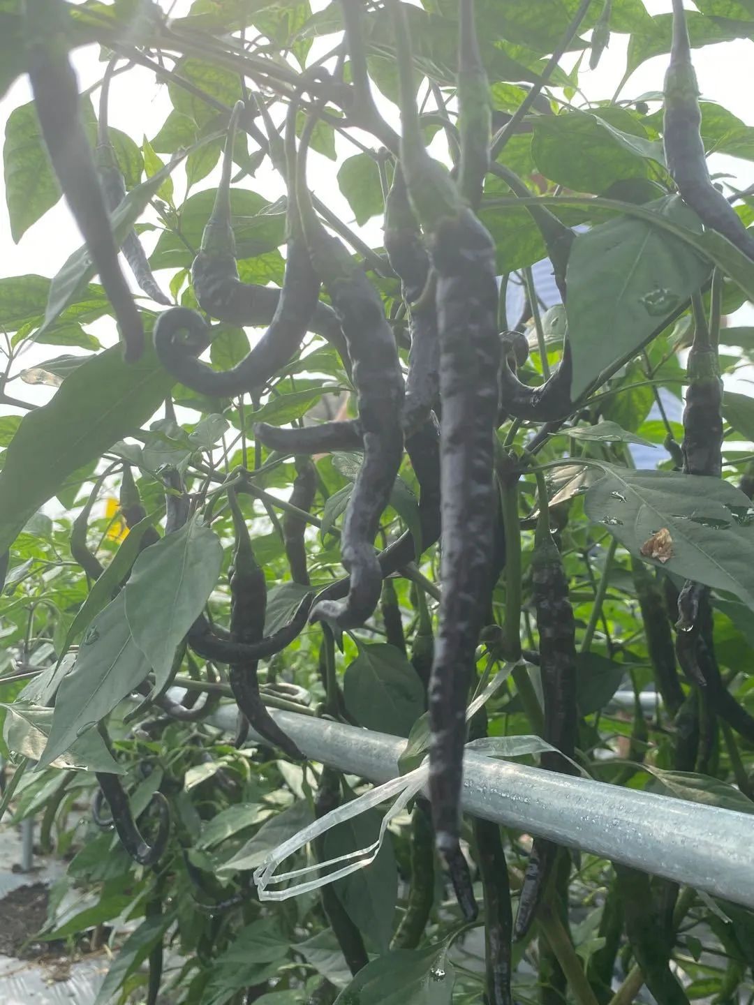 富含花青素的紫色辣椒,吃货们见过么?