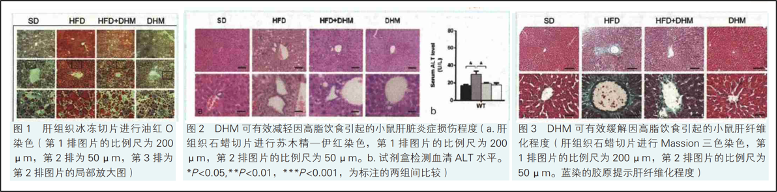小学生研究基因和癌症拿三等奖,荣获一等奖的项目长这样