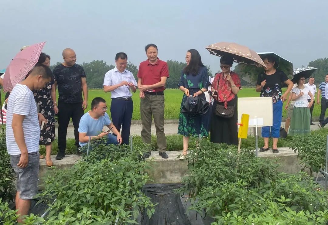富含花青素的紫色辣椒,吃货们见过么?