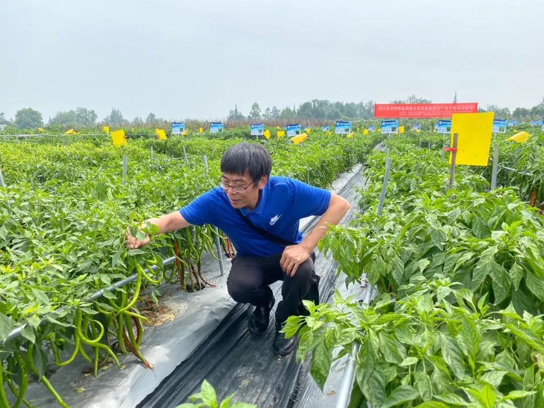 富含花青素的紫色辣椒,吃货们见过么?