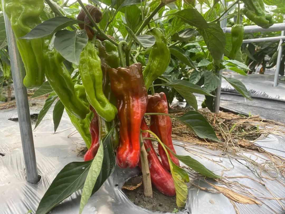 富含花青素的紫色辣椒,吃货们见过么?