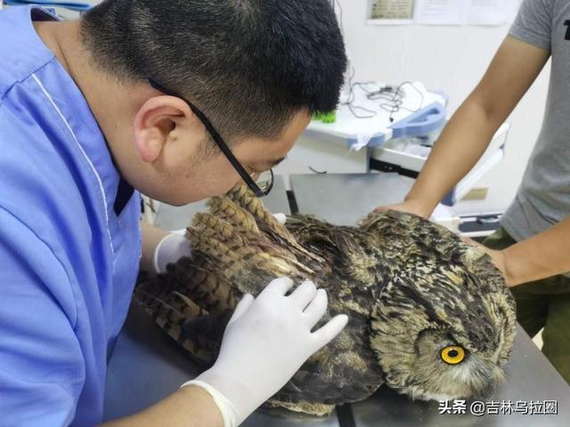 受伤雕鸮误入村民家 伤愈后在野保站“称霸”
