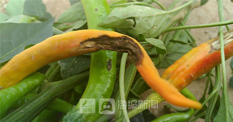 小平台大作用 德州武城发挥体系和技术优势助力特色产业发展
