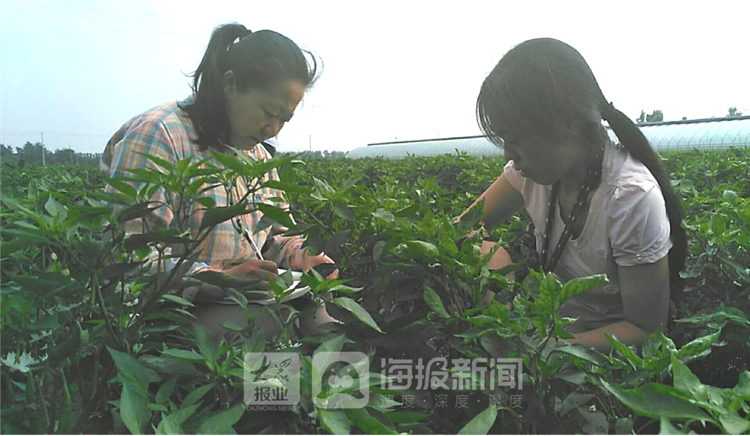 小平台大作用 德州武城发挥体系和技术优势助力特色产业发展