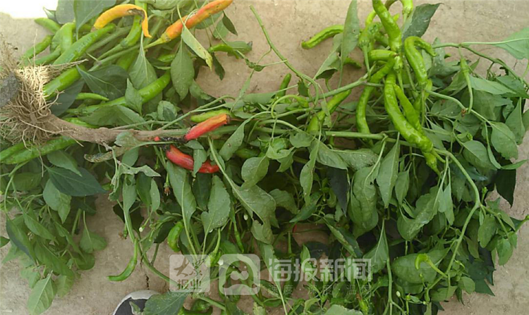 小平台大作用 德州武城发挥体系和技术优势助力特色产业发展