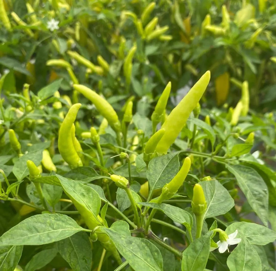 富含花青素的紫色辣椒,吃货们见过么?