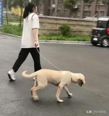 重点管理区一户限养一犬!《聊城市养犬管理条例》9月1日施行