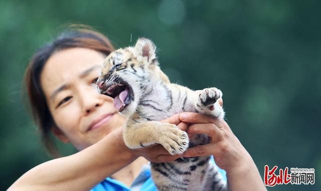 新降生小动物等你来“庆生”河北秦皇岛野生动物园7月15日全新开园