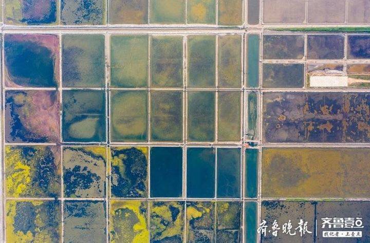 大自然的“调色盘” 威海南海古法晒盐 成非遗保护单位