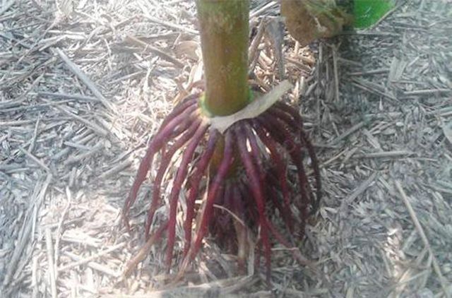 什么时候种玉米才是最佳时期 014f-iwhseiu6177688.jpg