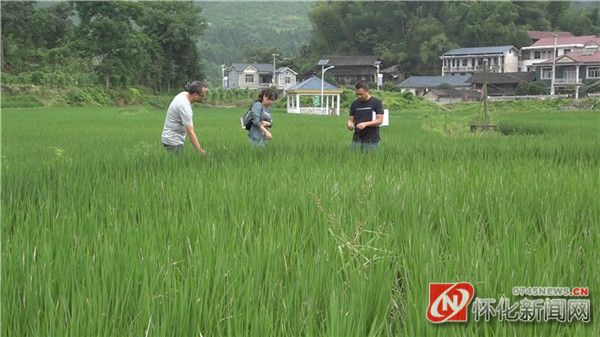 鹤城全力做好水稻病虫害监测预警防控