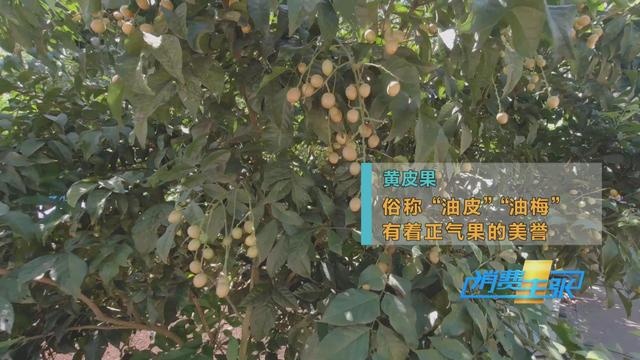 热带水果炒着吃、蘸辣椒吃,口感颠覆你的想象